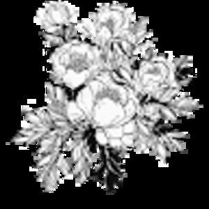 Meet your Posher, Kailee sittner